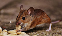 24 Hour & Emergency Exterminators in Cross, SC
